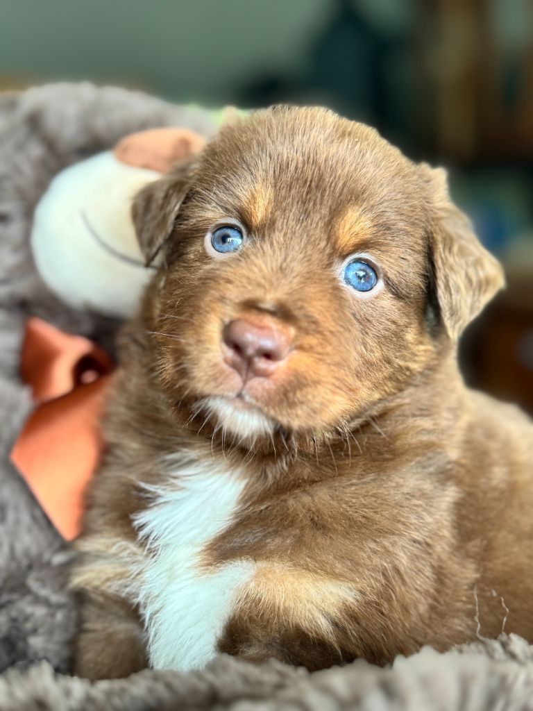 De Chez Mage - Chiots disponibles - Berger Australien