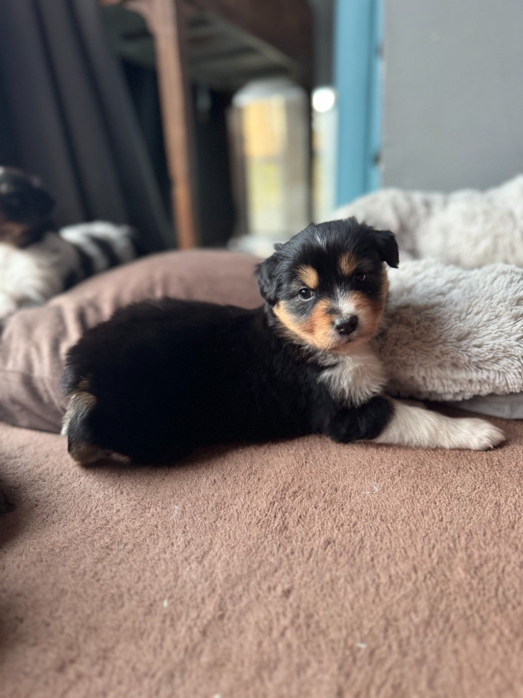 De Chez Mage - Chiots disponibles - Berger Australien