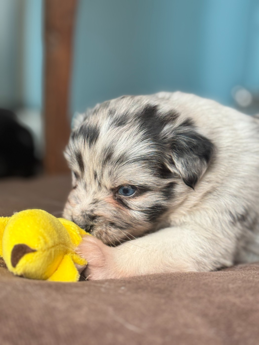 De Chez Mage - Chiots disponibles - Berger Australien