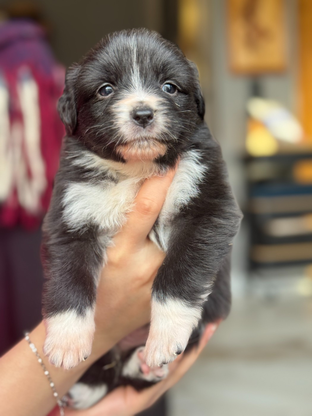 De Chez Mage - Chiots disponibles - Berger Australien