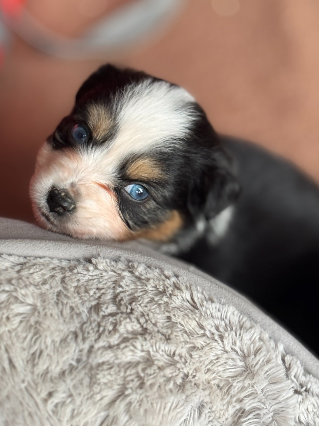 De Chez Mage - Chiots disponibles - Berger Australien