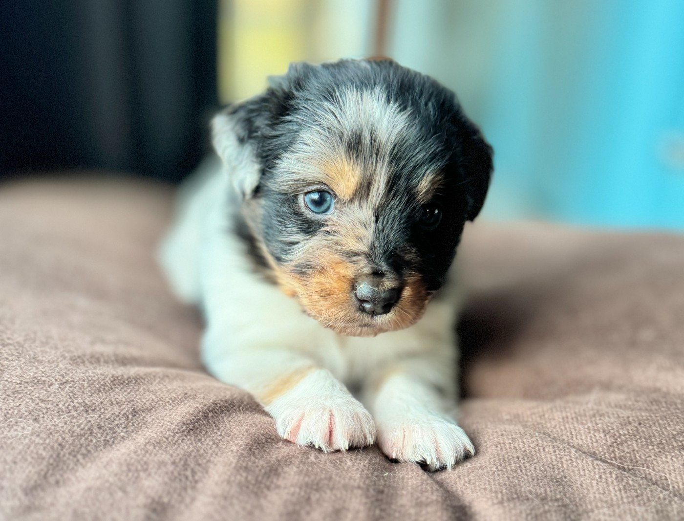 De Chez Mage - Chiots disponibles - Berger Australien