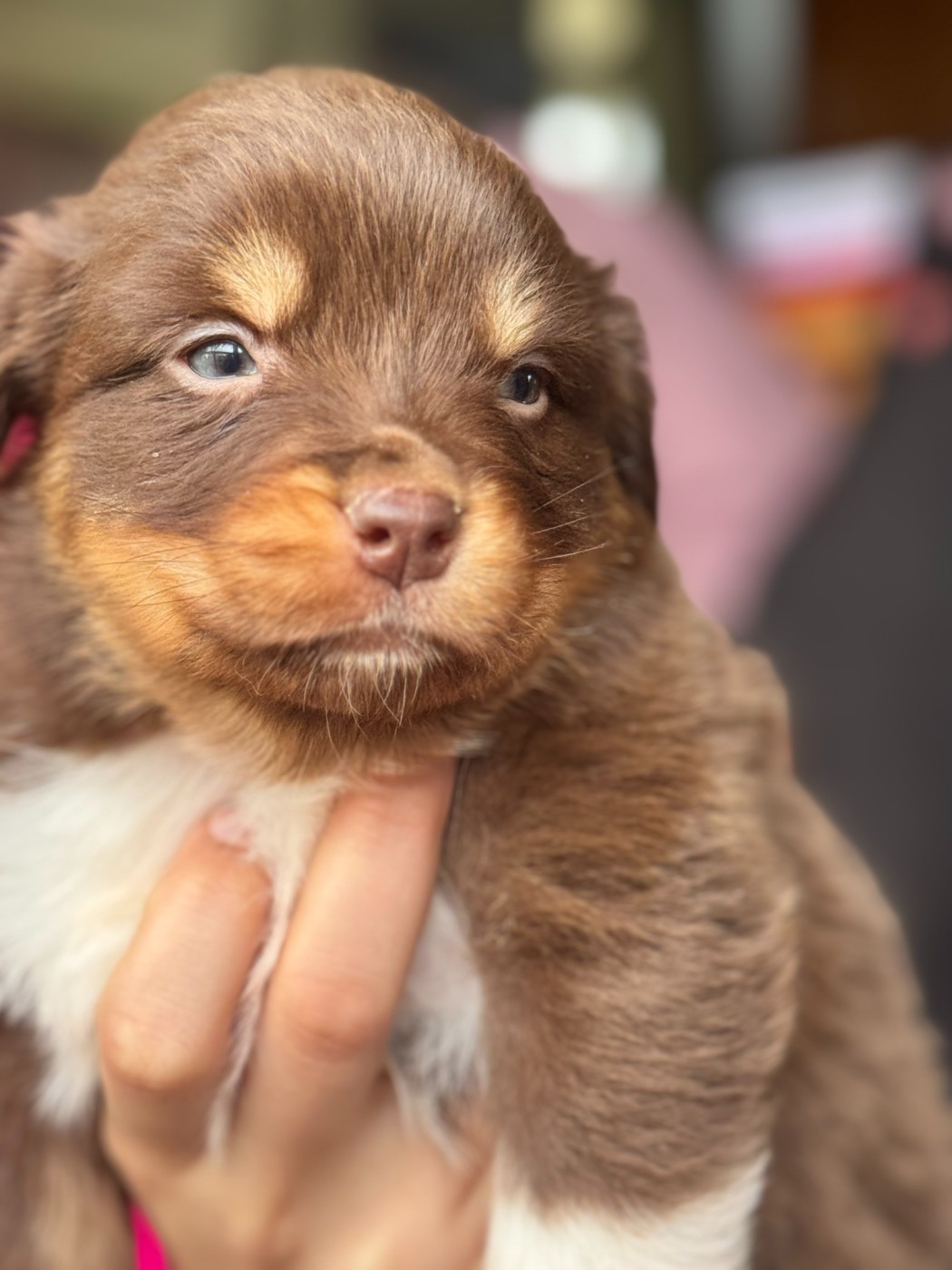 De Chez Mage - Chiots disponibles - Berger Australien