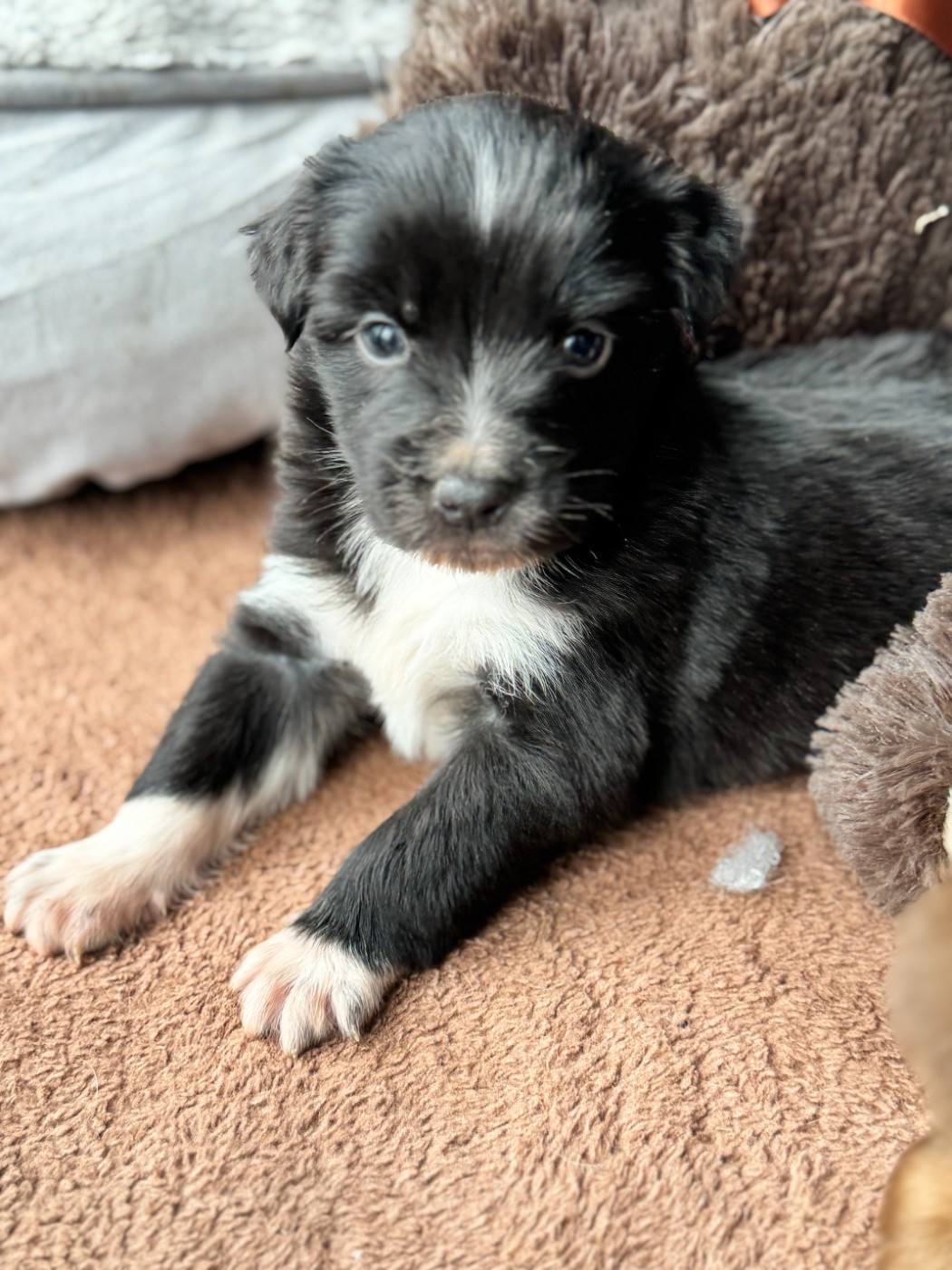 De Chez Mage - Chiots disponibles - Berger Australien