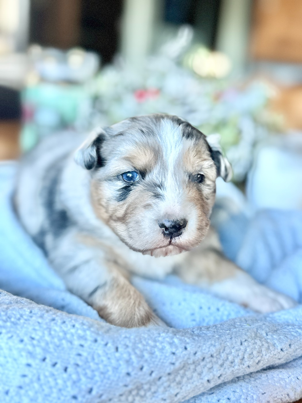 De Chez Mage - Chiots disponibles - Berger Australien