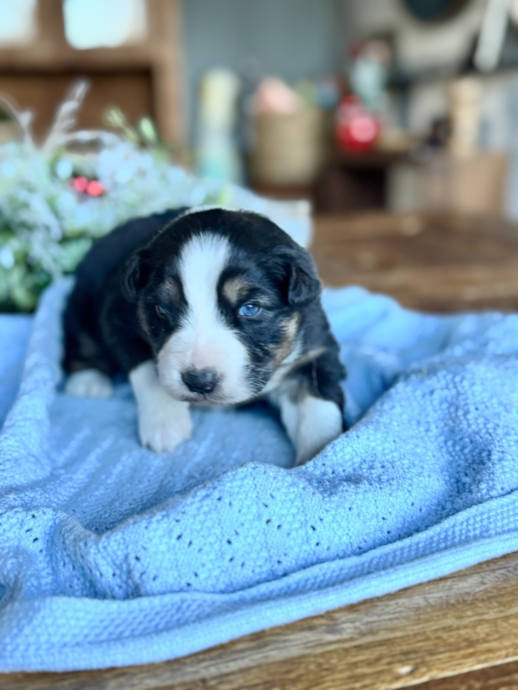 De Chez Mage - Chiots disponibles - Berger Australien