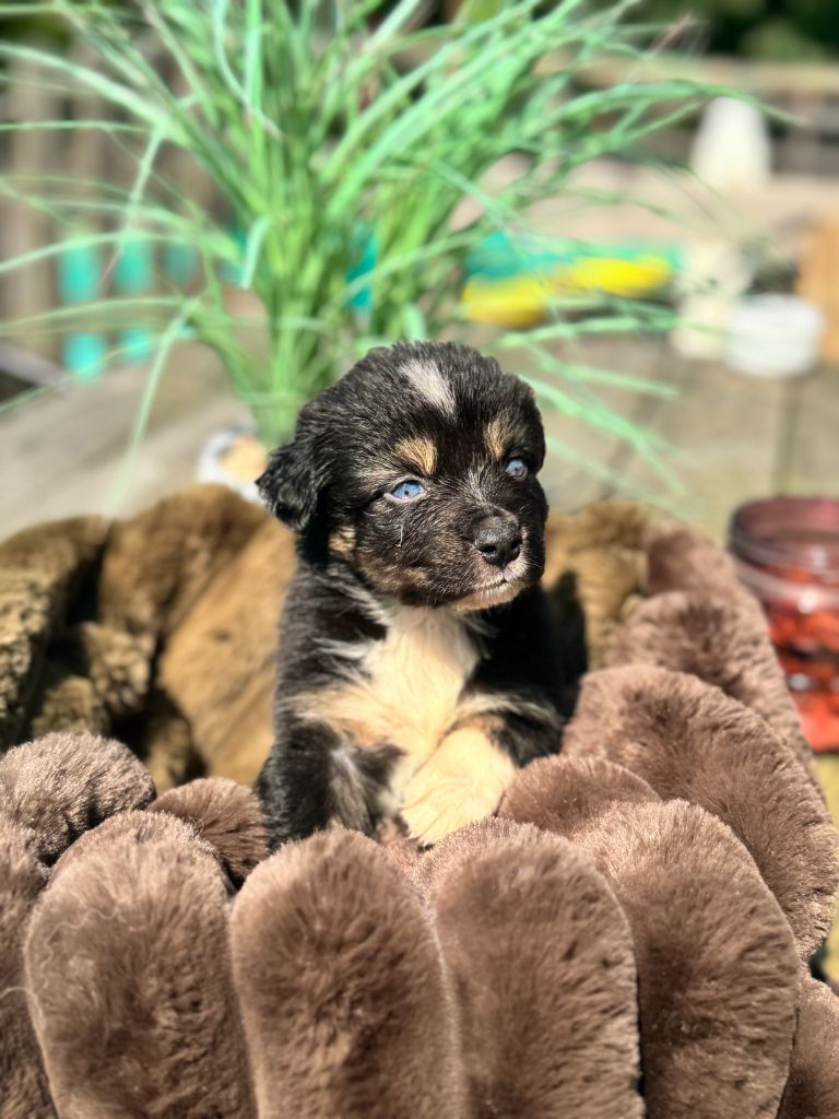 De Chez Mage - Chiots disponibles - Berger Australien