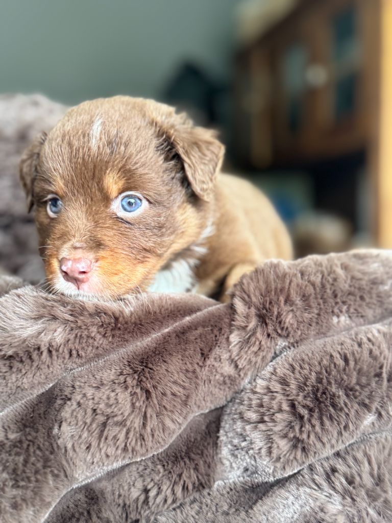 De Chez Mage - Chiots disponibles - Berger Australien