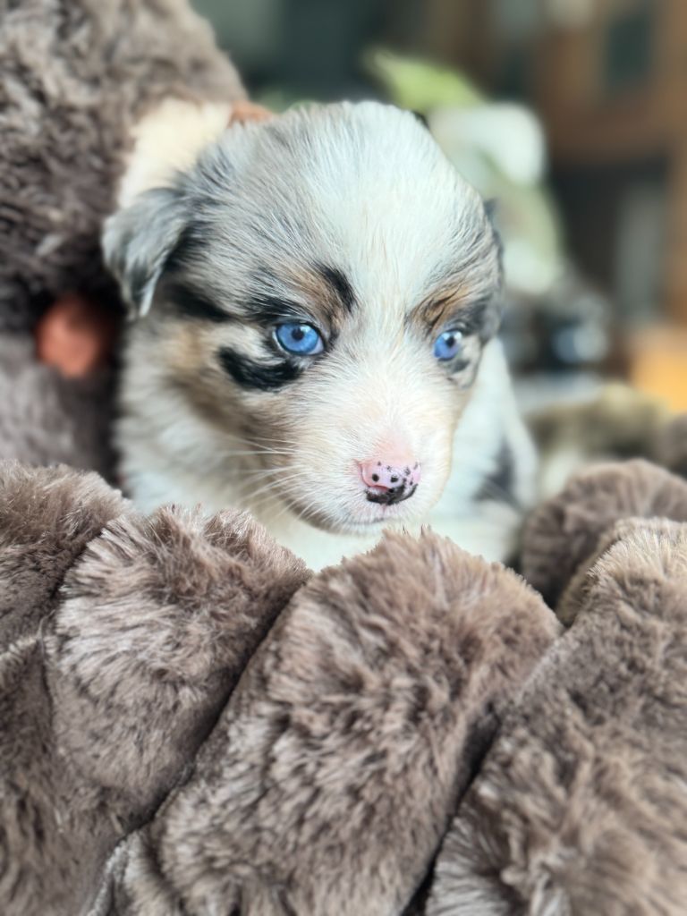 De Chez Mage - Chiots disponibles - Berger Australien