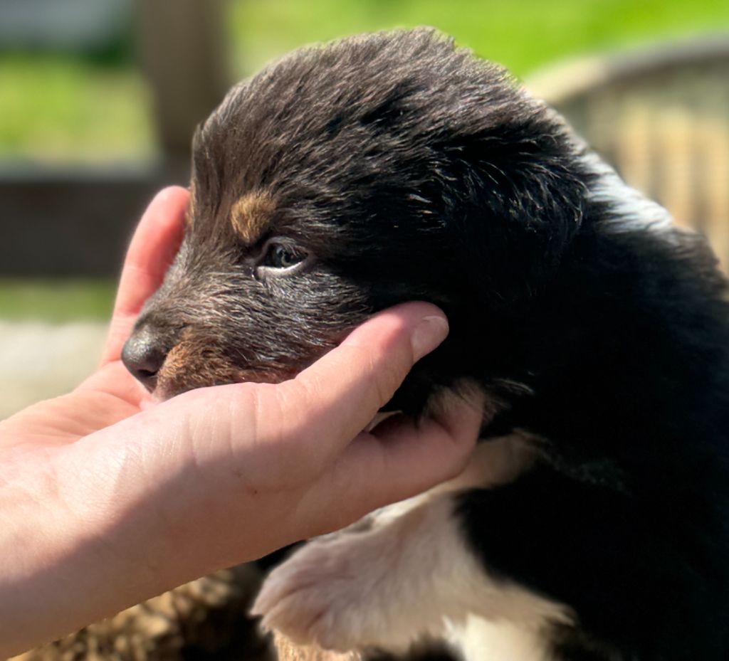 De Chez Mage - Chiots disponibles - Berger Australien