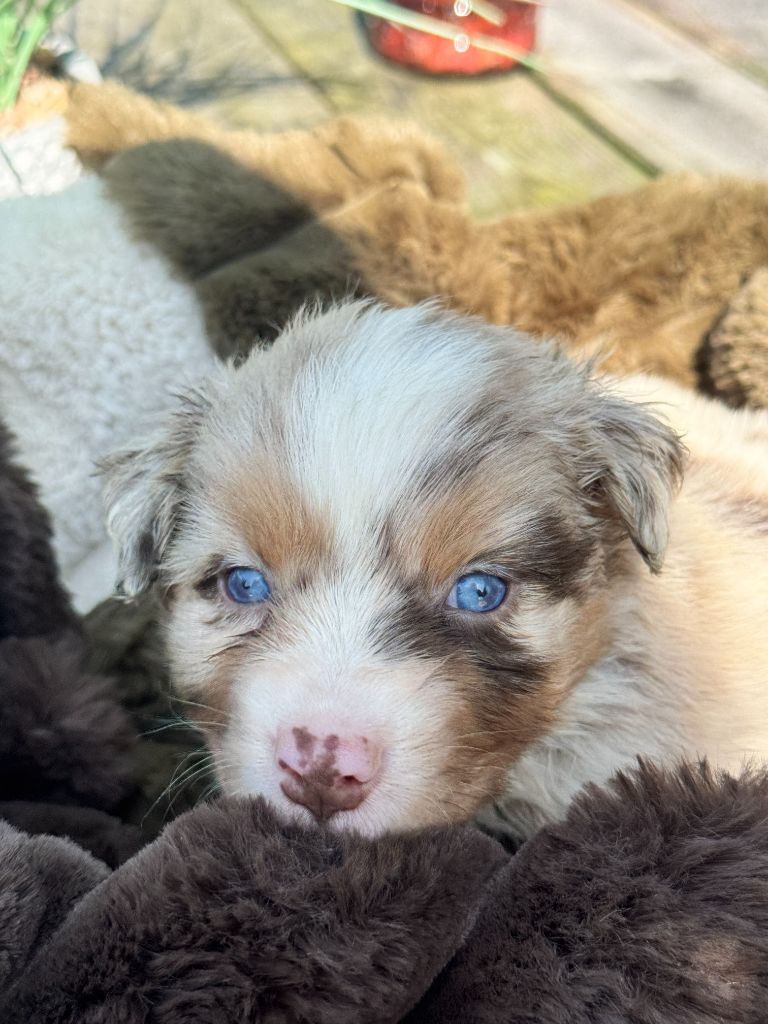 De Chez Mage - Chiots disponibles - Berger Australien